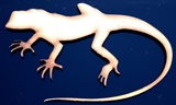 Gecko 2  FREE POST